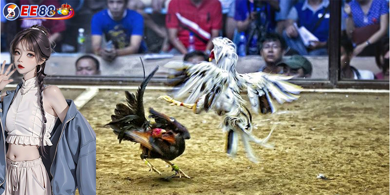 Cách đá gà cựa dao | Hướng dẫn chơi bách chiến bách thắng